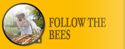 Follow the Bees